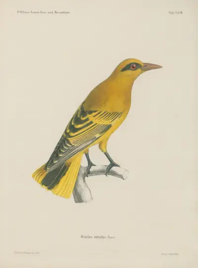 Oriolus notatus von Wilhelm Karl Hartwich Peters