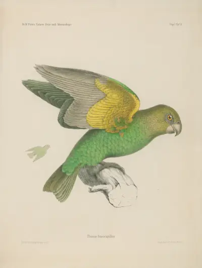 Piomas fuscicapillus von Wilhelm Karl Hartwich Peters