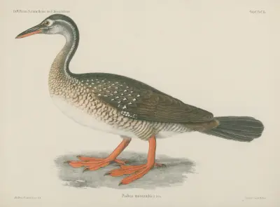 Podica mossambica von Wilhelm Karl Hartwich Peters