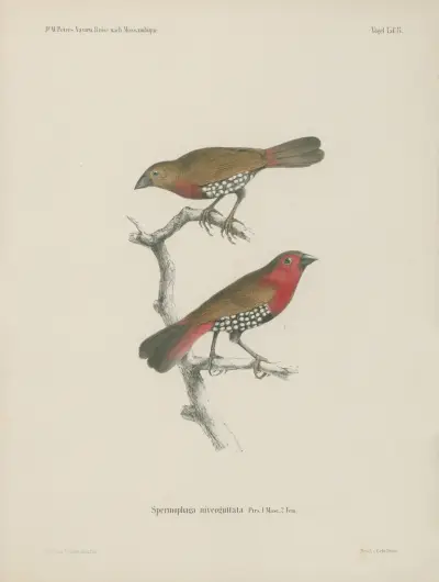 Spermophaga niveoguttata 1. Masc. 2. Fem. von Wilhelm Karl Hartwich Peters