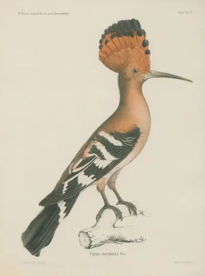 Upupa marginata von Wilhelm Karl Hartwich Peters