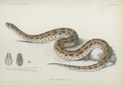 Vipera superciliaris von Wilhelm Karl Hartwich Peters