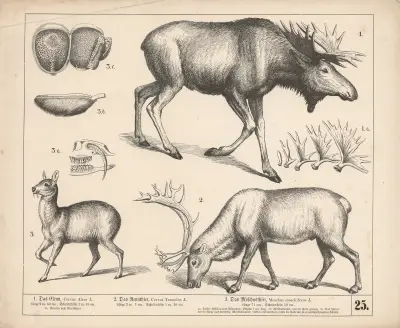 1. Los. 2. Sob. 3. Pižmoň, Heinrich Leutemann