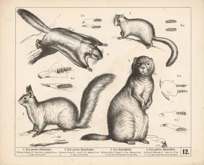 1. Obecná veverka. 2. Obecná poletuška. 3. Plch. 4. Obecný svišť, 1882 – Nr. 2, Heinrich Leutemann