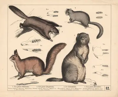 1. Das gemeine Eichhörnchen. 2. Das gemeine Flughörnchen. 3. Der Siebenschläfer. 4. Das gemeine Murmelthier, 1882 – Nr. 1, Heinrich Leutemann