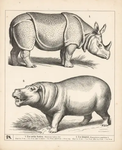 1. Indický nosorožec. 2. Hroch., 1882 – Nr. 2, Heinrich Leutemann