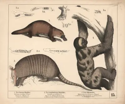 1. Kapucovitý lenochod. 2. Dlouhoocasý pásovec. 3. Ptakopysk, Heinrich Leutemann