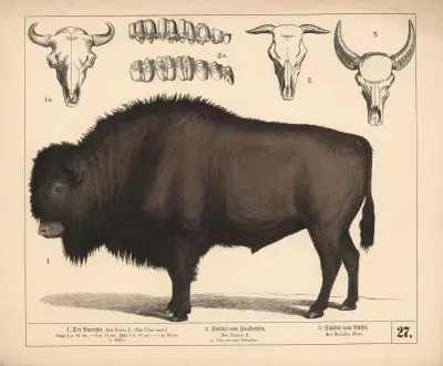 1. Pratur. 2. Lebka domácího tura. 3. Lebka buvola., 1882 – Nr. 2, Heinrich Leutemann