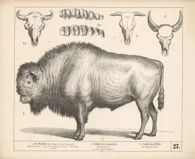 1. Pratur. 2. Lebka domácího tura. 3. Lebka buvola, 1882 – Nr. 1, Heinrich Leutemann