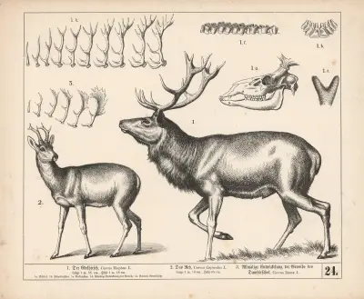 1. Jelen lesní. 2. Srnec. 3. Postupný vývoj paroží daňka, 1882 – Nr. 2, Heinrich Leutemann