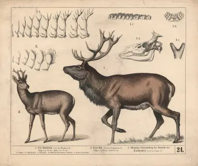 1. Ušlechtilý jelen. 2. Srnec. 3. Postupný vývoj paroží daňka, 1882 – Nr. 1, Heinrich Leutemann