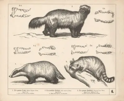 1. Jezevec lesní. 2. Rosomák sibiřský. 3. Mýval severní, Heinrich Leutemann