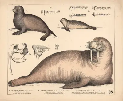 1. Obecný tuleň. 2. Jižní lachtan. 3. Mrož., 1882 – Nr. 2, Heinrich Leutemann