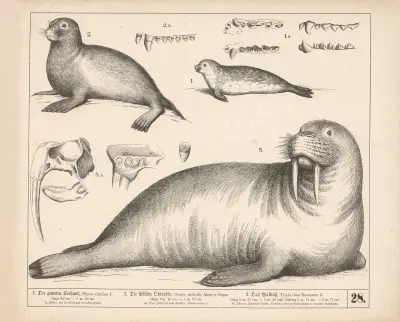 1. Obecný tuleň. 2. Jižní lachtan. 3. Mrož., 1882 – Nr. 1, Heinrich Leutemann