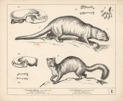 1. Vydra obecná. 2. Kuna skalní., 1882 – Nr. 2, Heinrich Leutemann