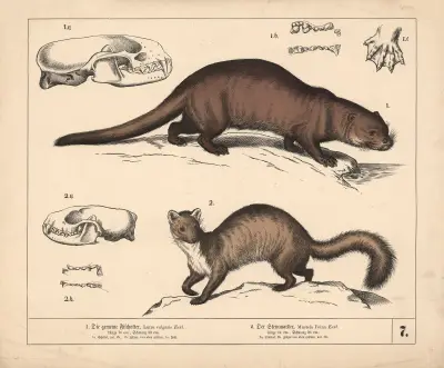 1. Vydra evropská. 2. Kuna skalní, 1882 – Nr. 1, Heinrich Leutemann