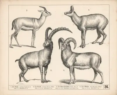 1. Kamzík. 2. Gazela. 3. Kozorožec alpský. 4. Muflon, Heinrich Leutemann