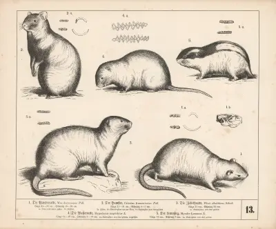 1. Potkan. 2. Křeček. 3. Ziebethova krysa. 4. Vodní krysa. 5. Lumík, 1882 – Nr. 2, Heinrich Leutemann
