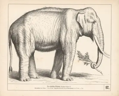 Asijský slon, Heinrich Leutemann