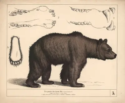 Obecný neboli hnědý medvěd, Heinrich Leutemann