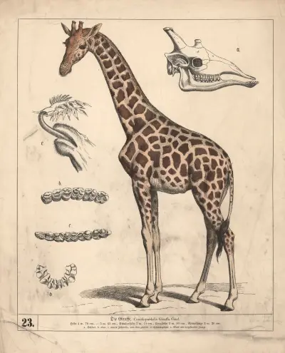 Žirafa, 1882 – Nr. 2, Heinrich Leutemann