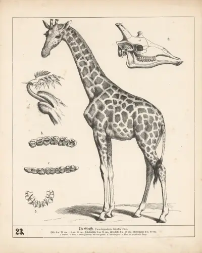 Žirafa, 1882 – Nr. 1, Heinrich Leutemann