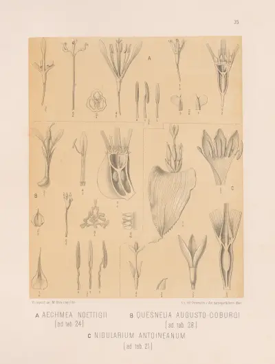 Aechmea Noettigii, Quesnelia Augusto-Coburgi, Nidularium Antoineanum, Heinrich Wawra