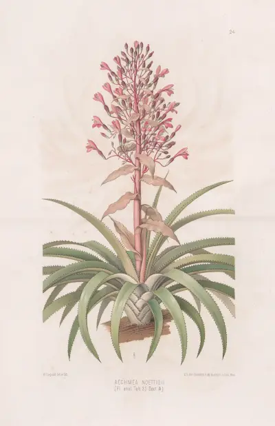 Aechmea Noettigii, Heinrich Wawra
