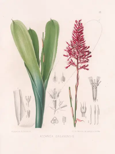 Aechmea Organensis, Heinrich Wawra