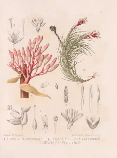 Aechmea Petropolitana, T1llandsia Pulchra, Vriesea Itatiaiae, Heinrich Wawra