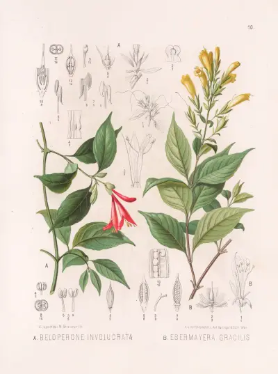 Beloperone involucrata, Ebermayera gracilis, Heinrich Wawra