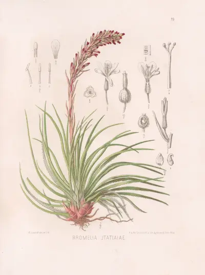 Bromelia Itatiaiae, Heinrich Wawra