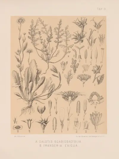 Calotis Scabiosaefolia, Franseria Exigua, Heinrich Wawra