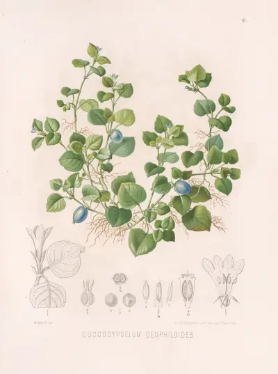 Coccocypselum geophiloides, Heinrich Wawra