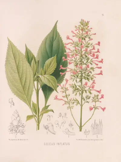 Coleus Inflatus, Heinrich Wawra