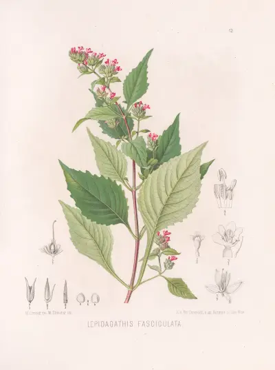 Lepidagathis Fasciculata., Heinrich Wawra