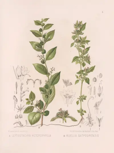 Leptostachya Heterophylla, Ruellia Satpoorensis, Heinrich Wawra