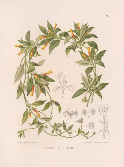 Manettia Filicaulis, Heinrich Wawra