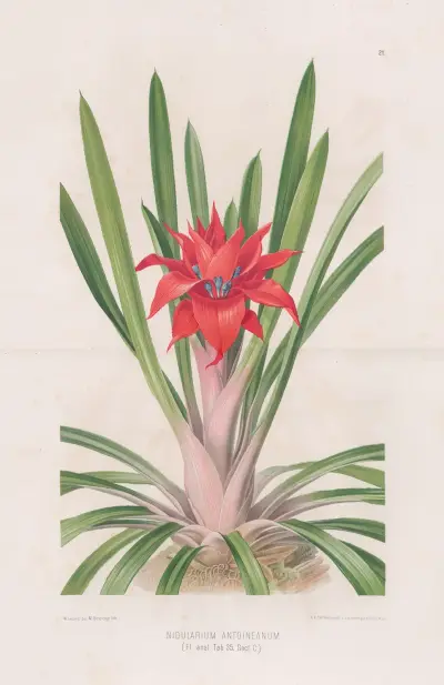 Nidularium Antoineanum, Heinrich Wawra