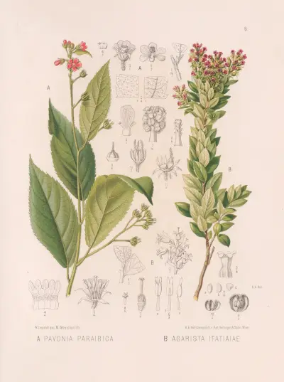 Pavonia Paraibica, Agarista Itatiaiae, Heinrich Wawra