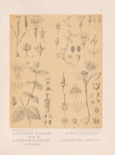 Psychotria Mülleriana, Anotis Richardiana, Allaeophania Decipiens, Argostemma Javanicum, Heinrich Wawra