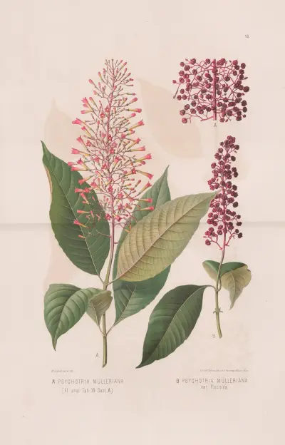 Psychotria Mulleriana, Psychotria Mulleriana Var. Flaccida, Heinrich Wawra
