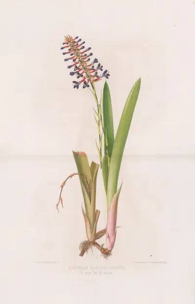 Quesnelia Augusto-Coburgi, Heinrich Wawra