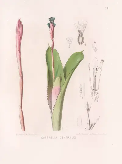 Quesnelia Centralis, Heinrich Wawra