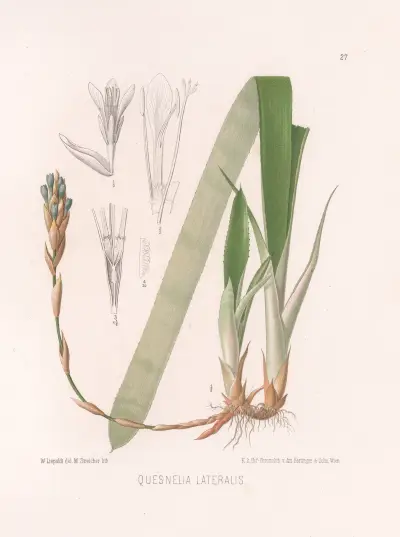 Quesnelia Lateralis, Heinrich Wawra