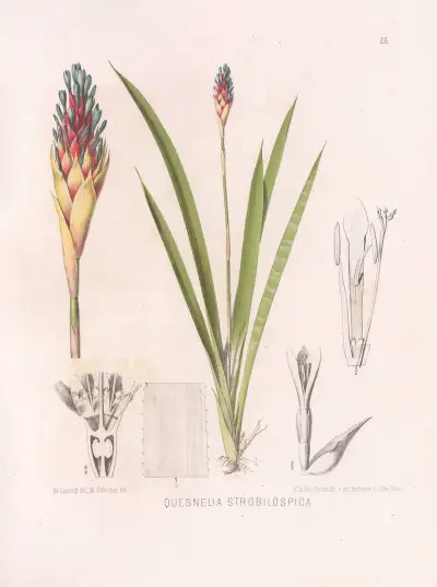 Quesnelia Strobilospica, Heinrich Wawra