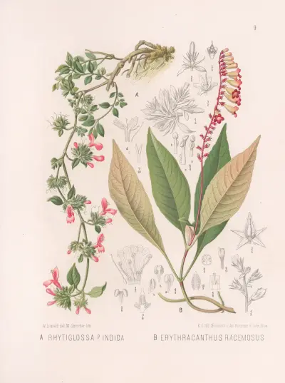Rhytiglossa Indica, Erythracanthus Racemosus, Heinrich Wawra