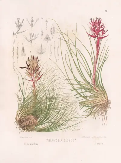 Tillandsia globosa, Heinrich Wawra