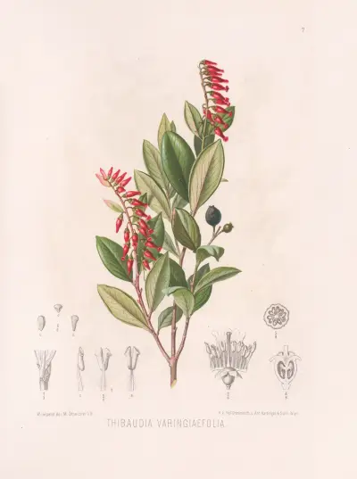 Thibaudia Varingiaefolia, Heinrich Wawra