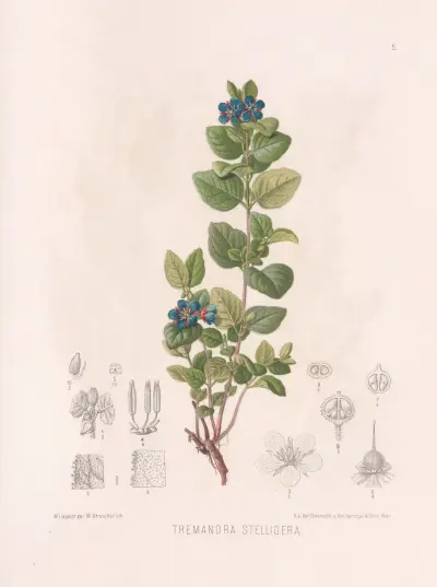 Tremandra Stelligera, Heinrich Wawra